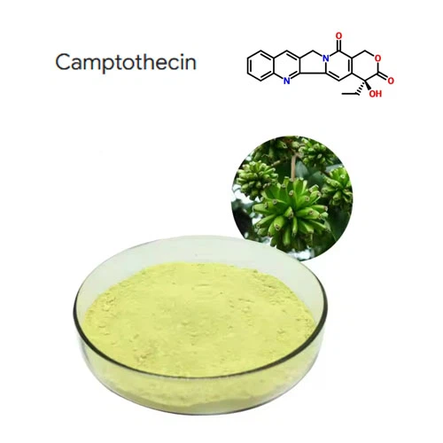 טוהר גבוה 98% Camptothecin תמצית תמצית תמצית תמצית CAS 7689-03-4